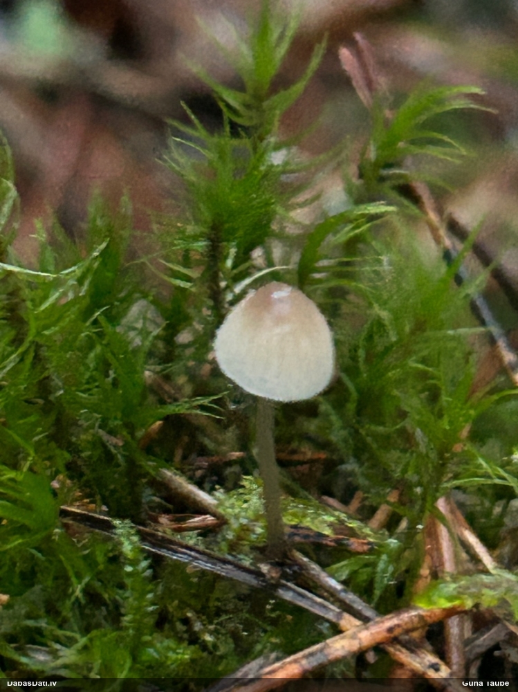 Sēntiņa (nenoteikta)