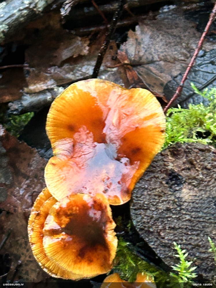 Samtainā ziemene (ziemas celmene)