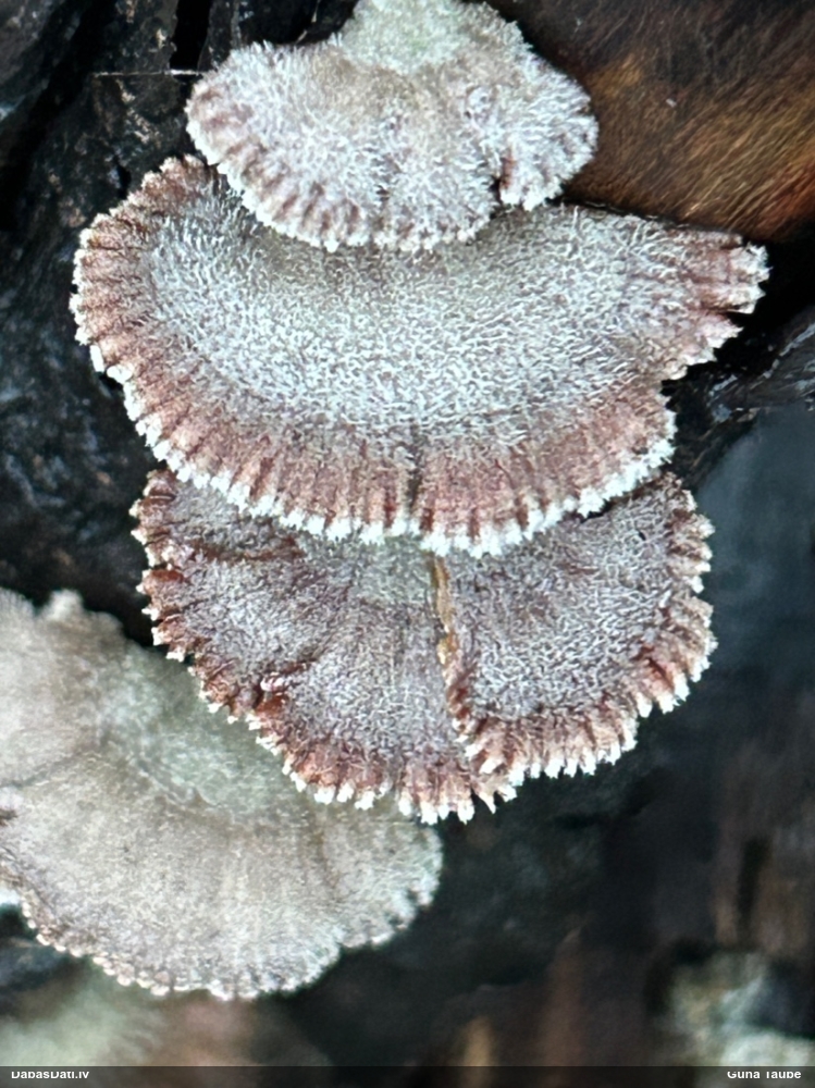 Common Split Gill