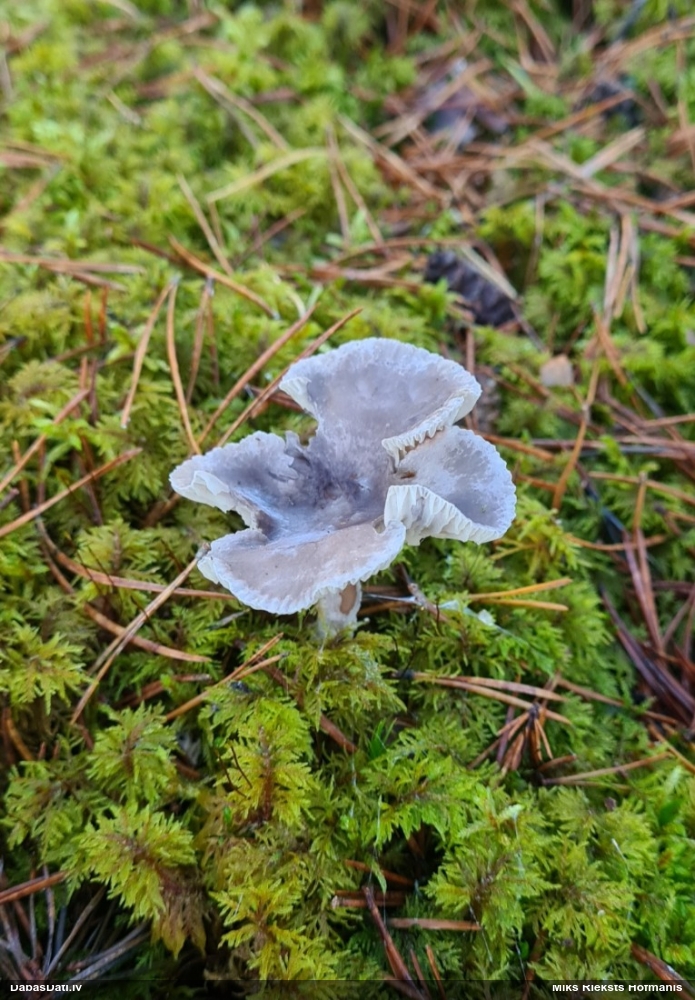 Kuprainā gailenīte