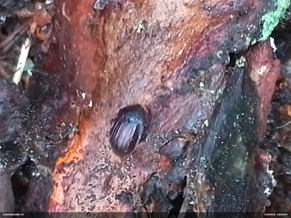 Līķvabole Phosphuga atrata