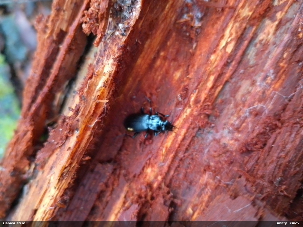 Skrejvabole Pterostichus niger