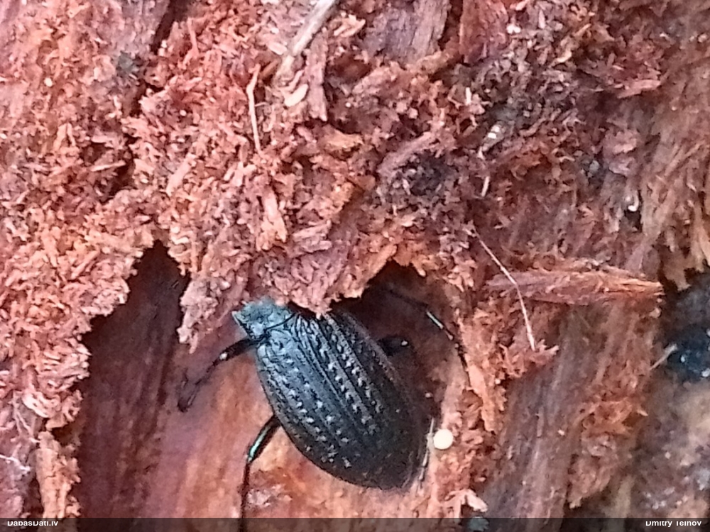 Skrejvabole Carabus granulatus