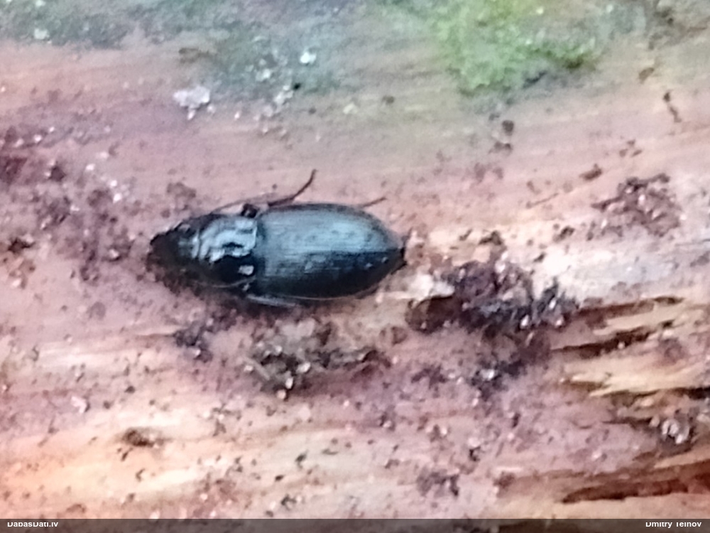 Skrejvabole Pterostichus oblongopunctatus