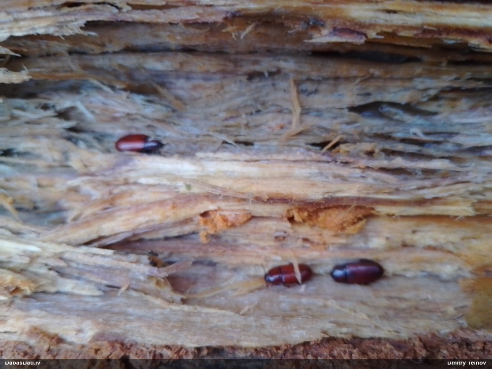 Melnulis Uloma rufa