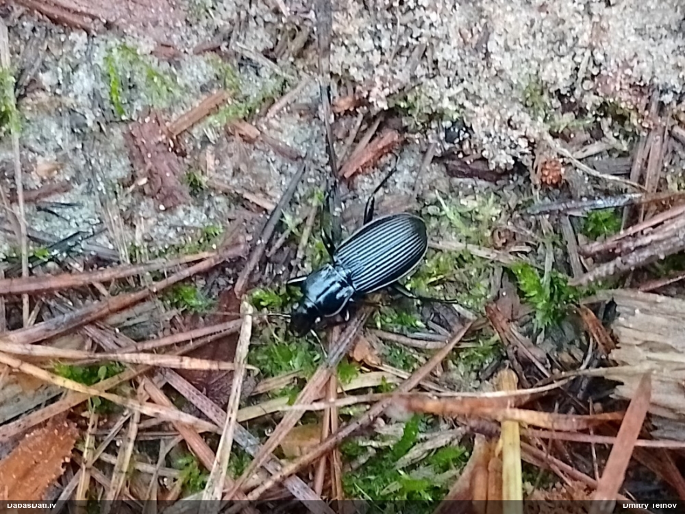 Skrejvabole Pterostichus niger