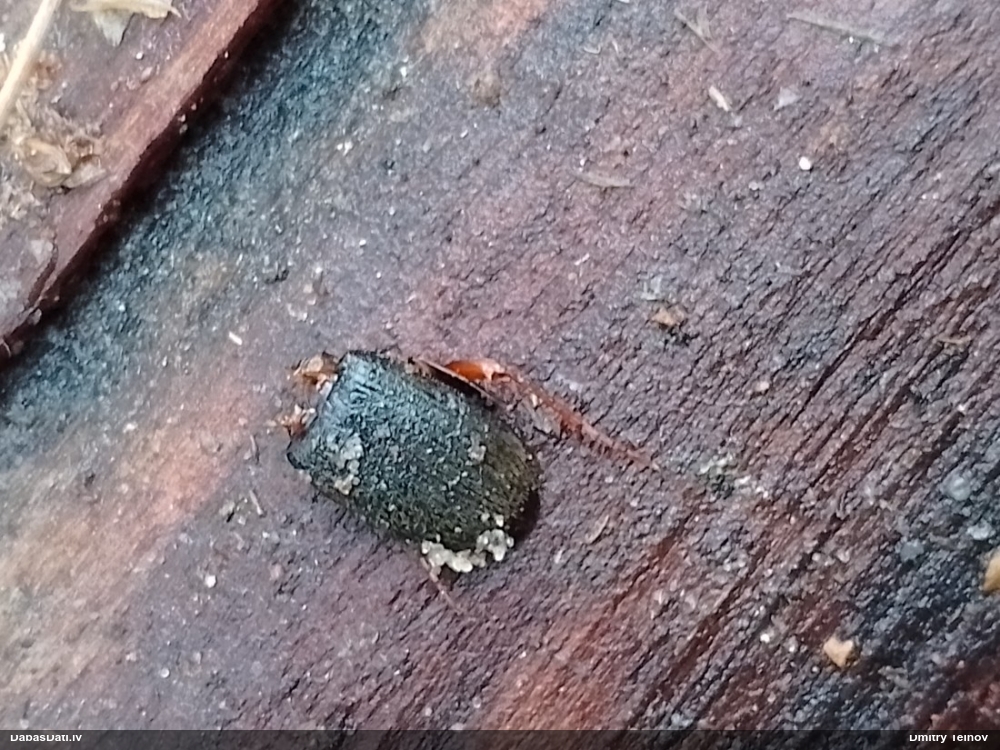 Skrejvabole Harpalus rufipes