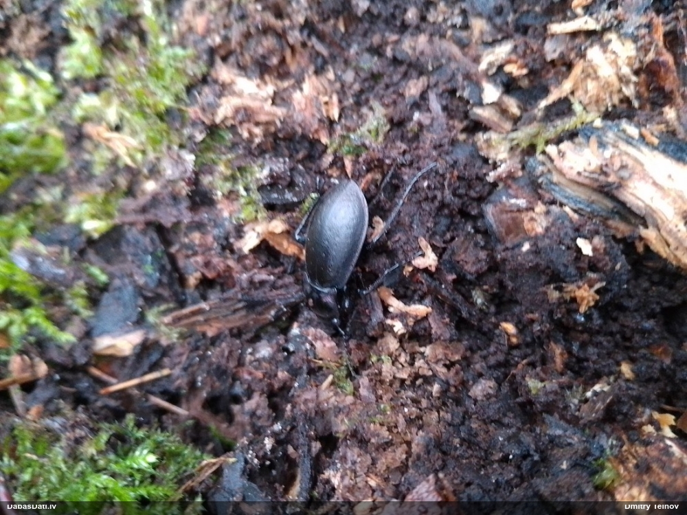 Skrejvabole Carabus nemoralis