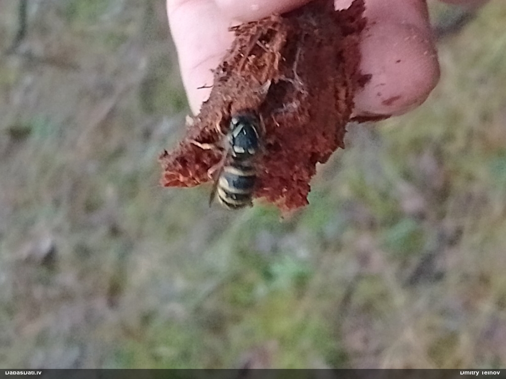 Lapsene Dolichovespula sp.