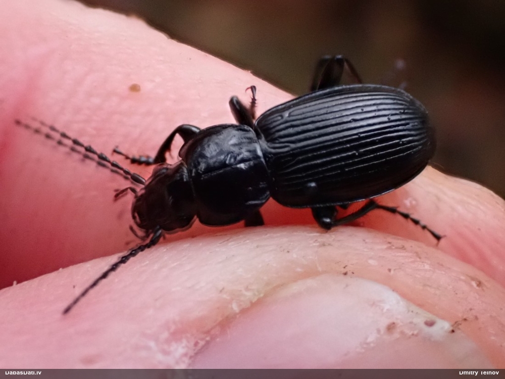 Skrejvabole Pterostichus aethiops