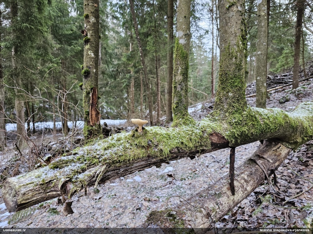 Šūnu metatrihija