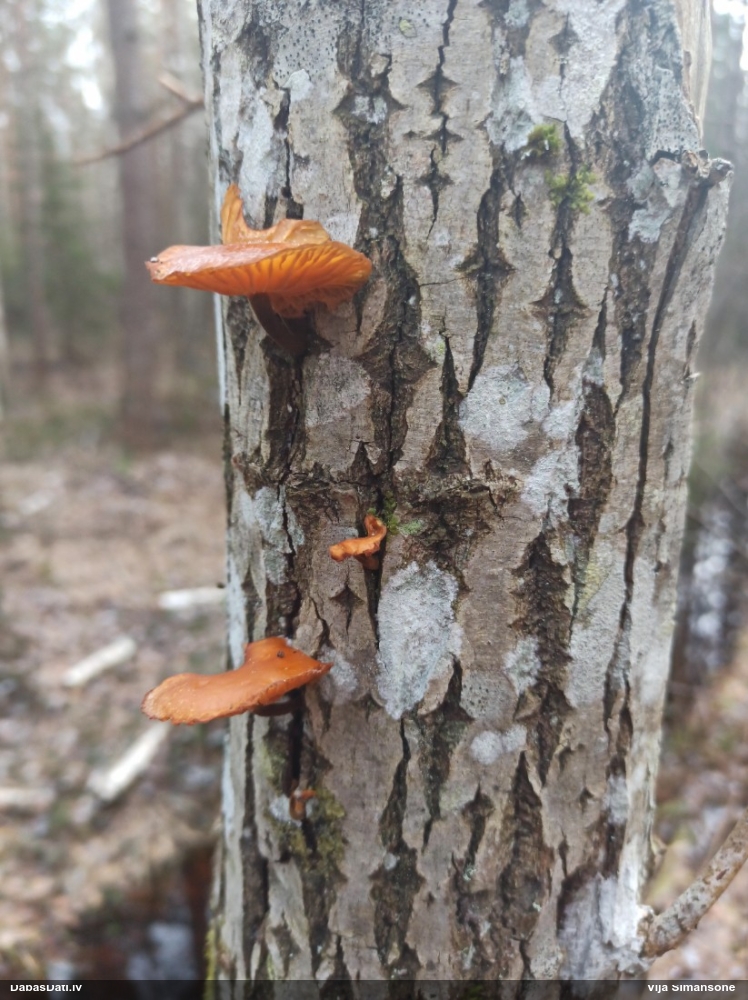 Samtainā ziemene (ziemas celmene)