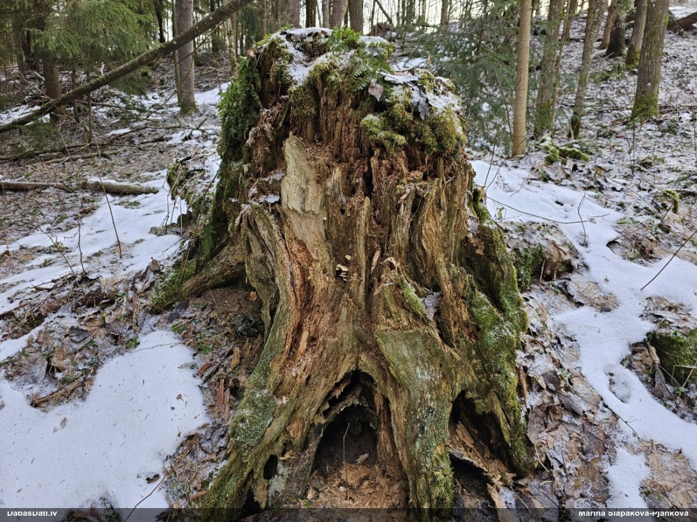 Papagaiļu pumpurīte