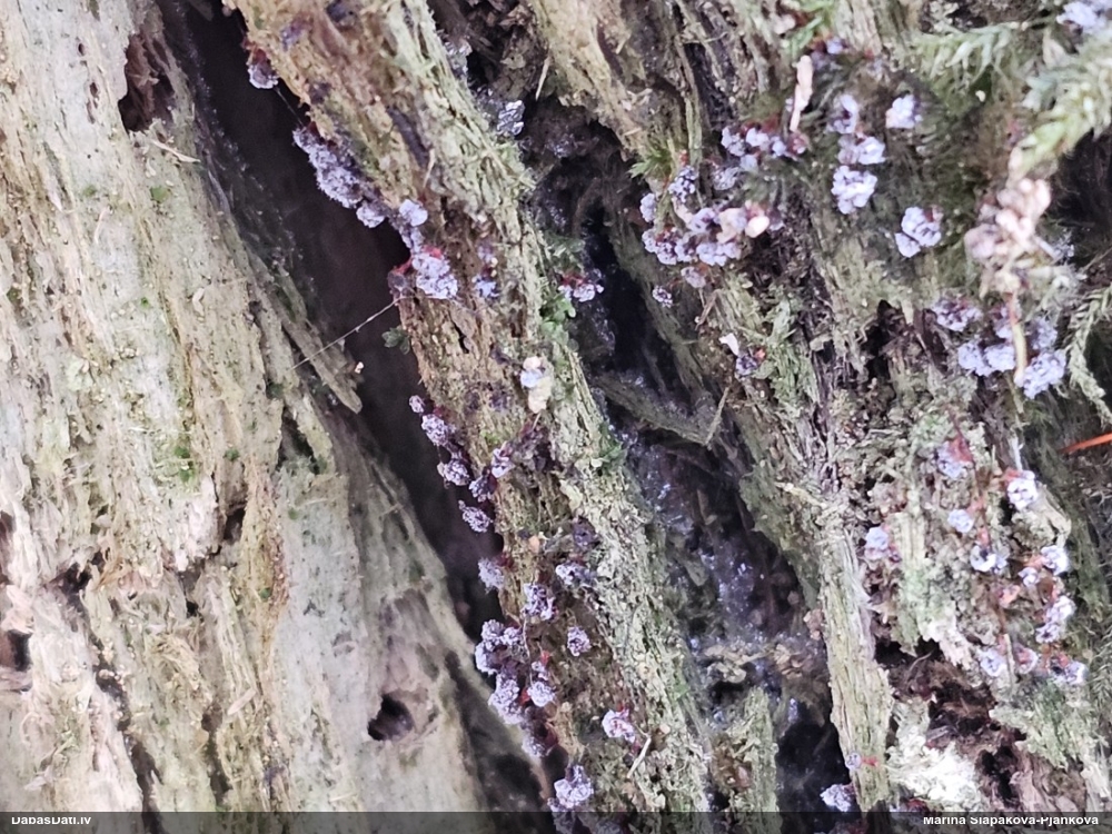 Papagaiļu pumpurīte