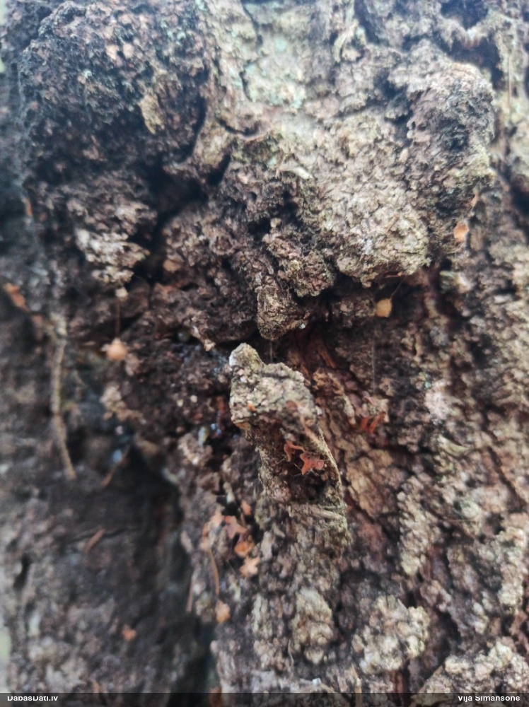 Kanibālzirneklis Ero sp.