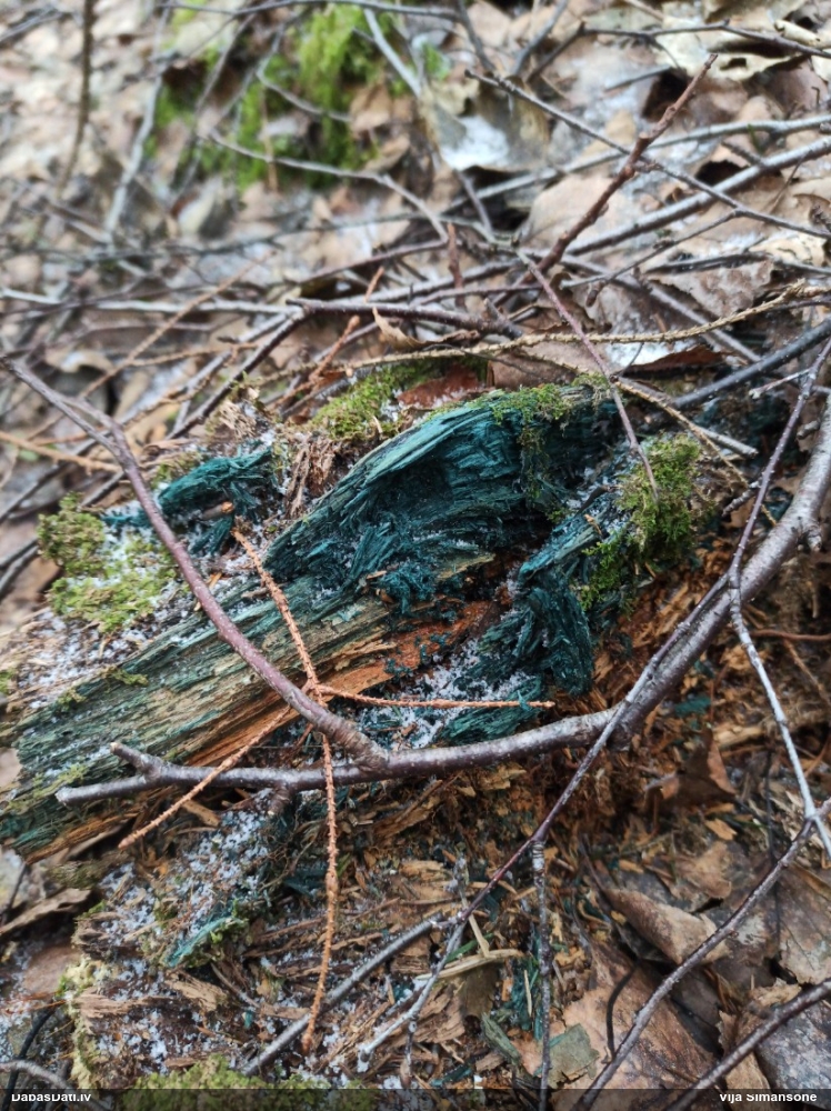 Zilzaļā hlorociborija
