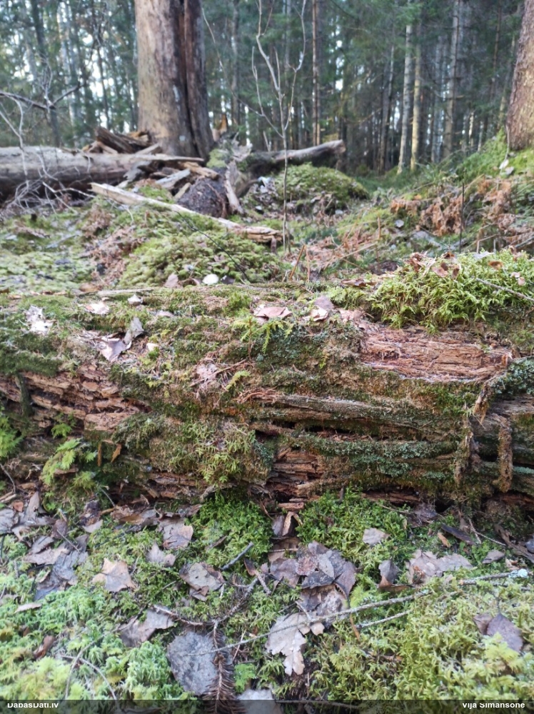 Purpura kribrārija