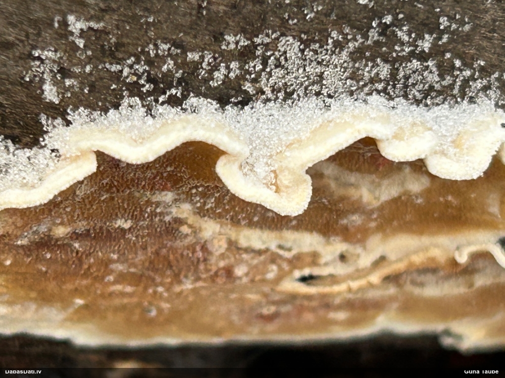 Piepe (nenoteikta)