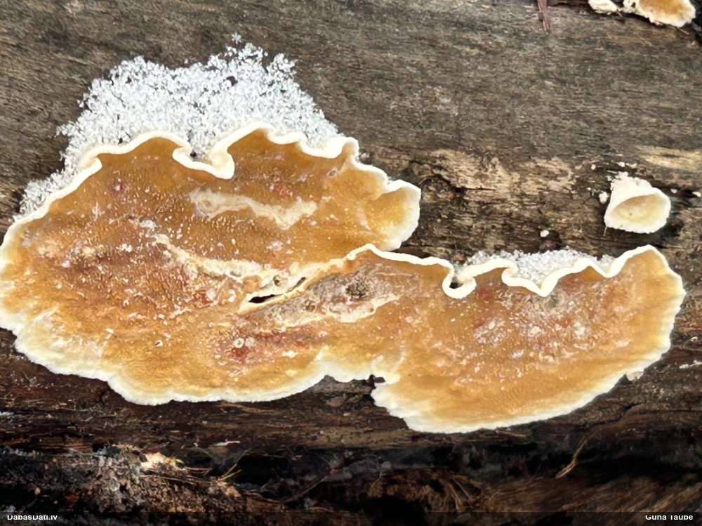 Piepe (nenoteikta)