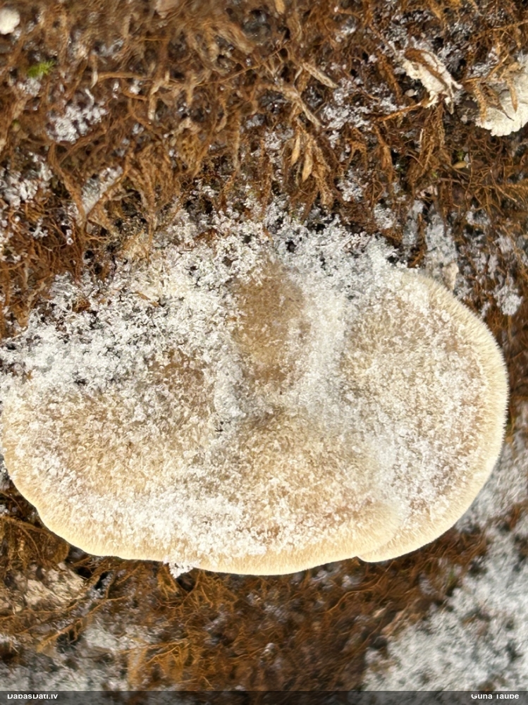 Sarainā tauriņpiepe