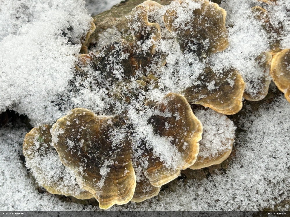 Raibā tauriņpiepe