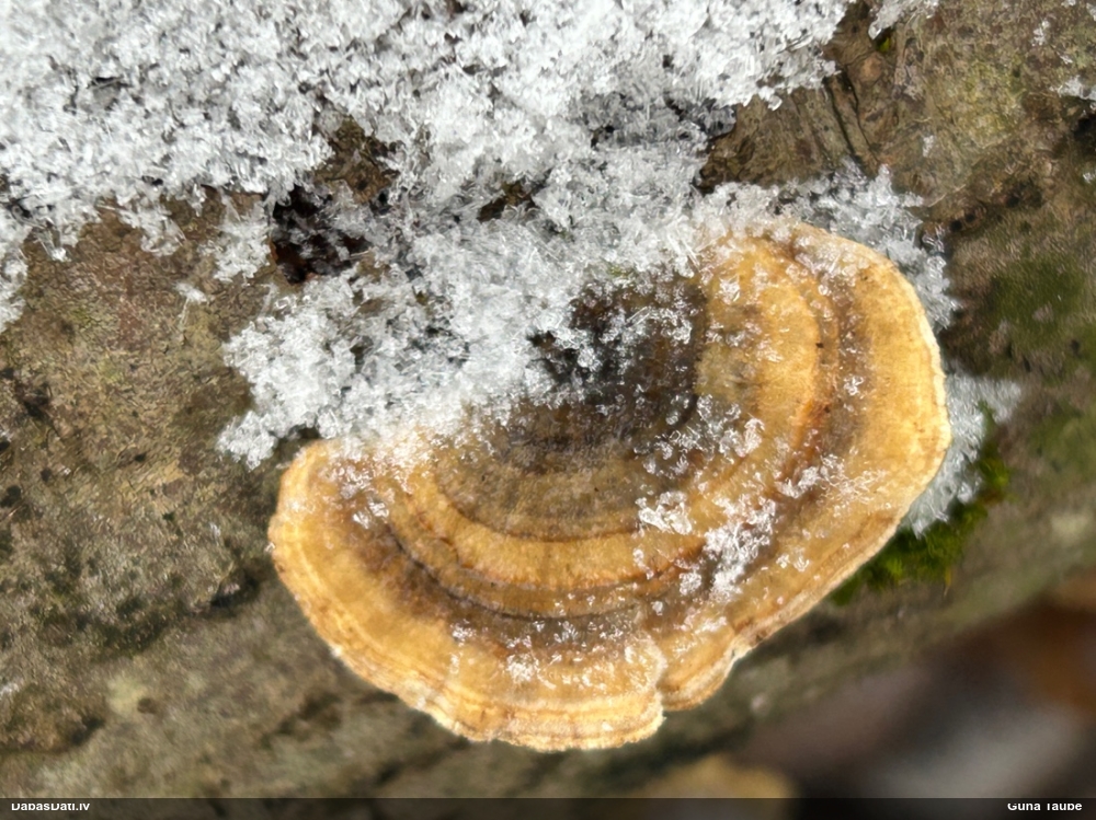 Raibā tauriņpiepe