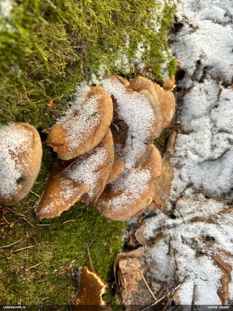 Vēlā pundurkamolene