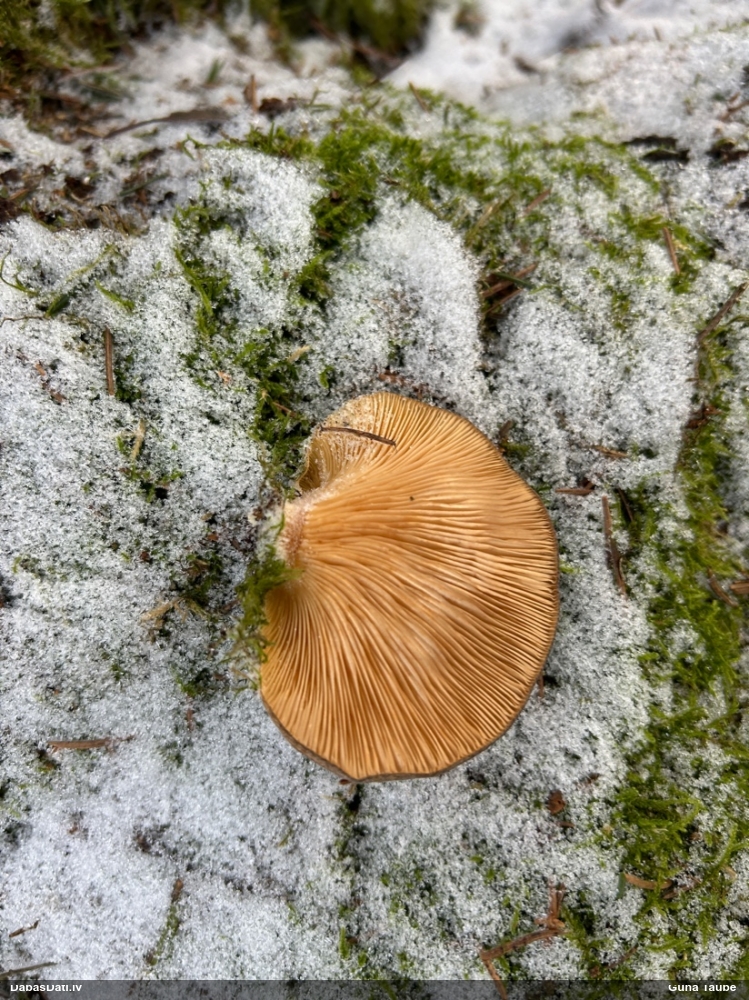 Vēlā pundurkamolene