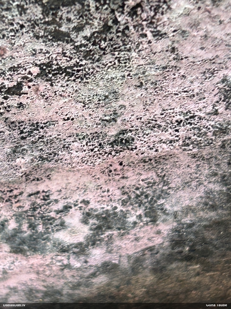 Sēne Tulasnella sp.