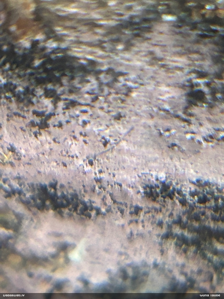 Sēne Tulasnella sp.