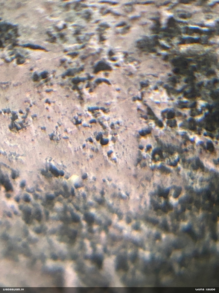 Sēne Tulasnella sp.