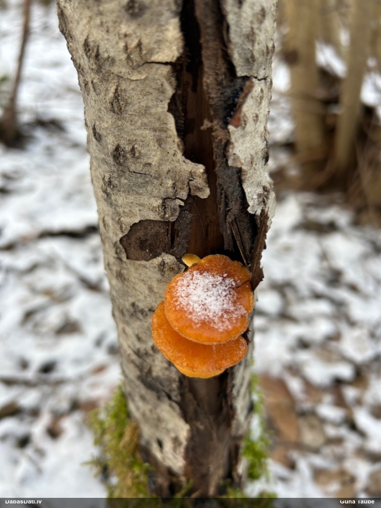Samtainā ziemene (ziemas celmene)