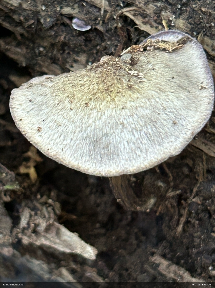 Lapiņsēne (nenoteikta)