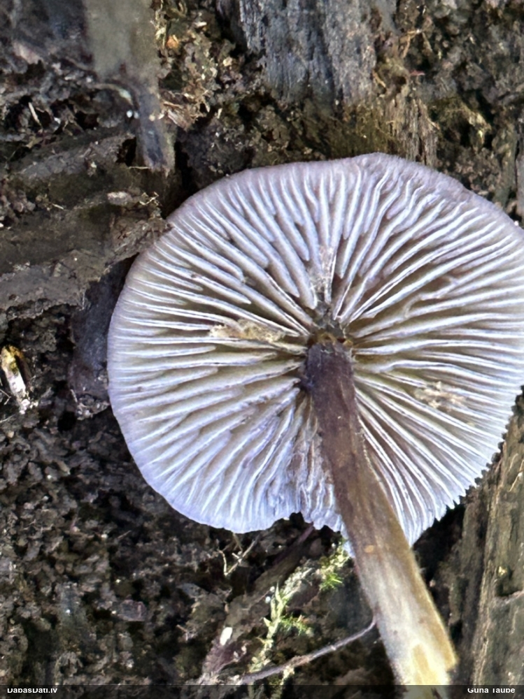 Lapiņsēne (nenoteikta)