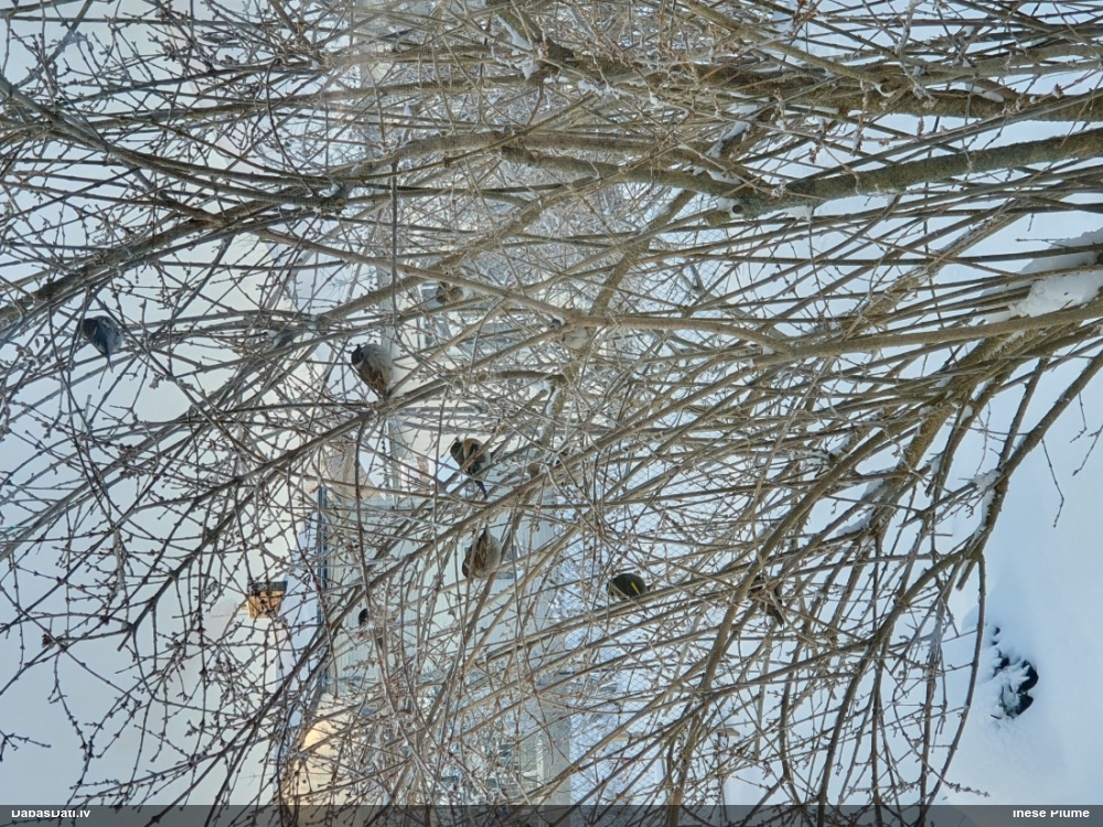 полевой воробей