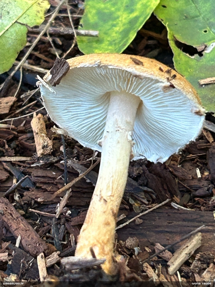 Lapiņsēne (nenoteikta)