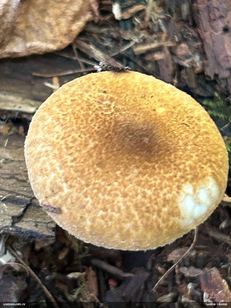 Lapiņsēne (nenoteikta)
