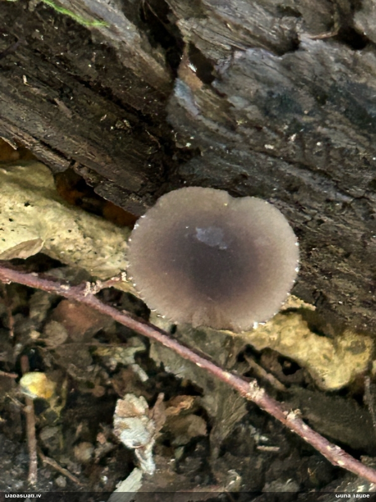 Lapiņsēne (nenoteikta)