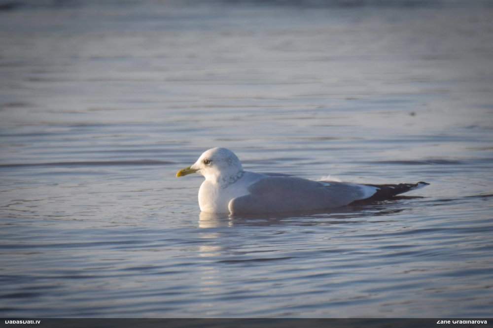 Kaija Larus sp.