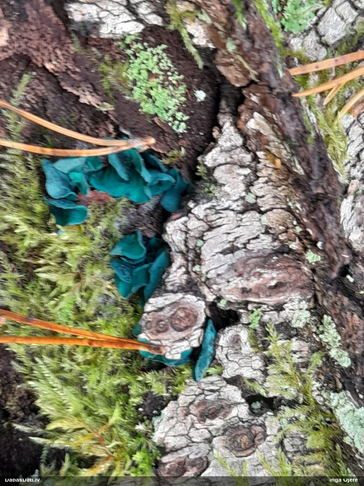 Zilzaļā hlorociborija