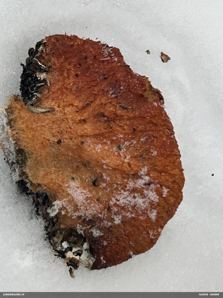Piepe (nenoteikta)