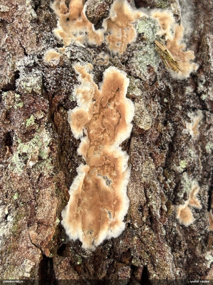 Klājeniska sēne (nenoteikta)