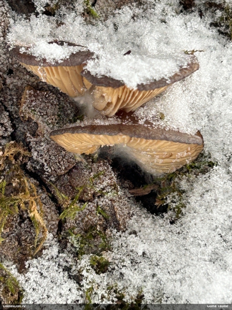 Vēlā pundurkamolene
