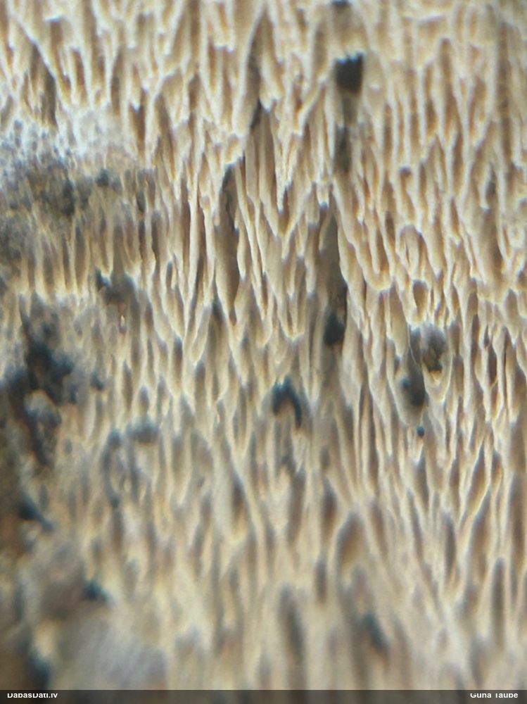 Piepe (nenoteikta)