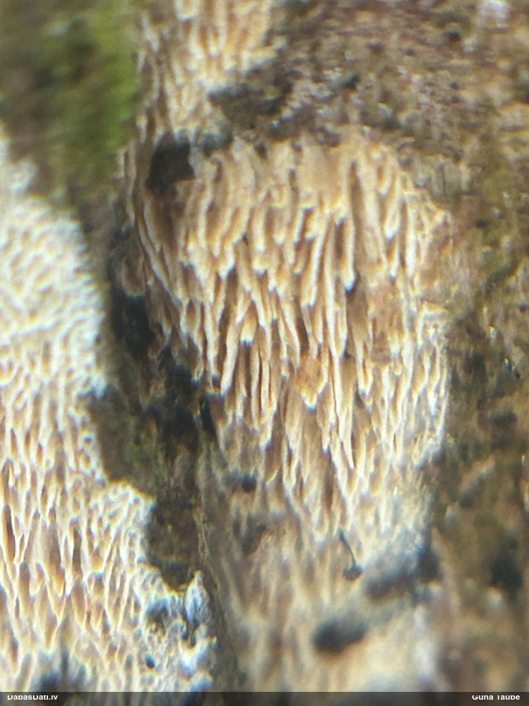 Piepe (nenoteikta)