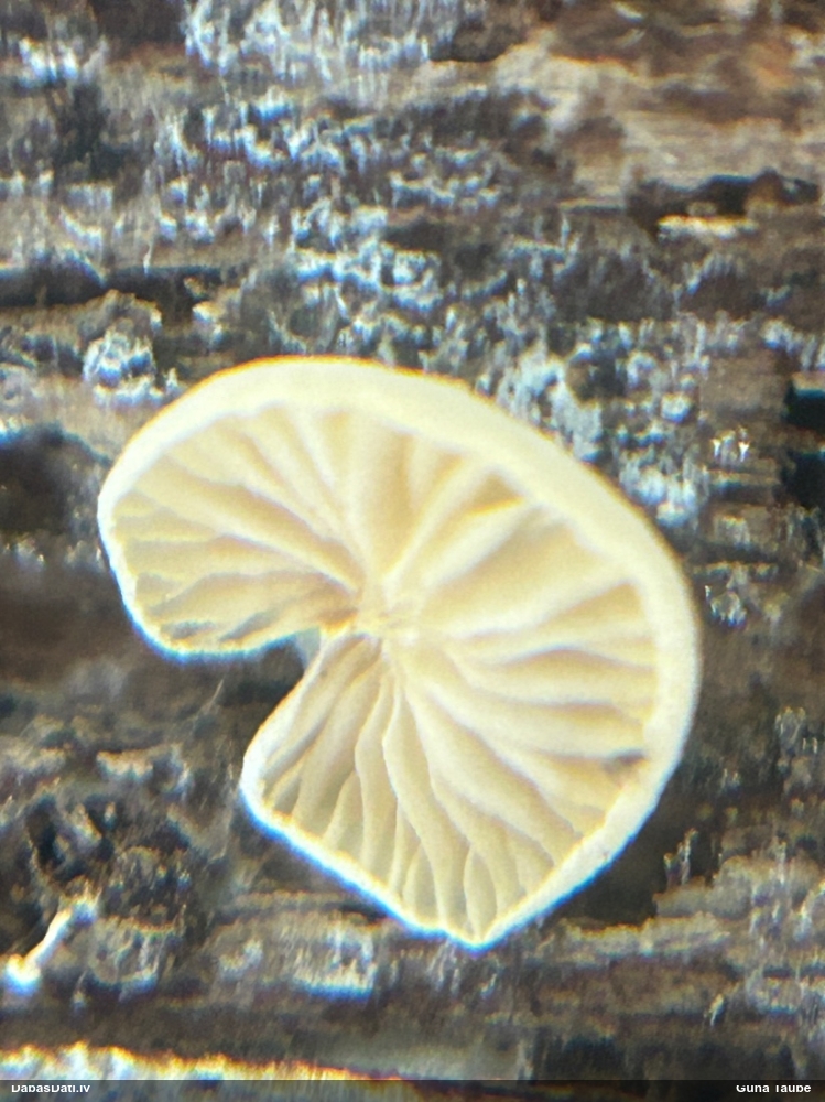 Sēdene (nenoteikta)