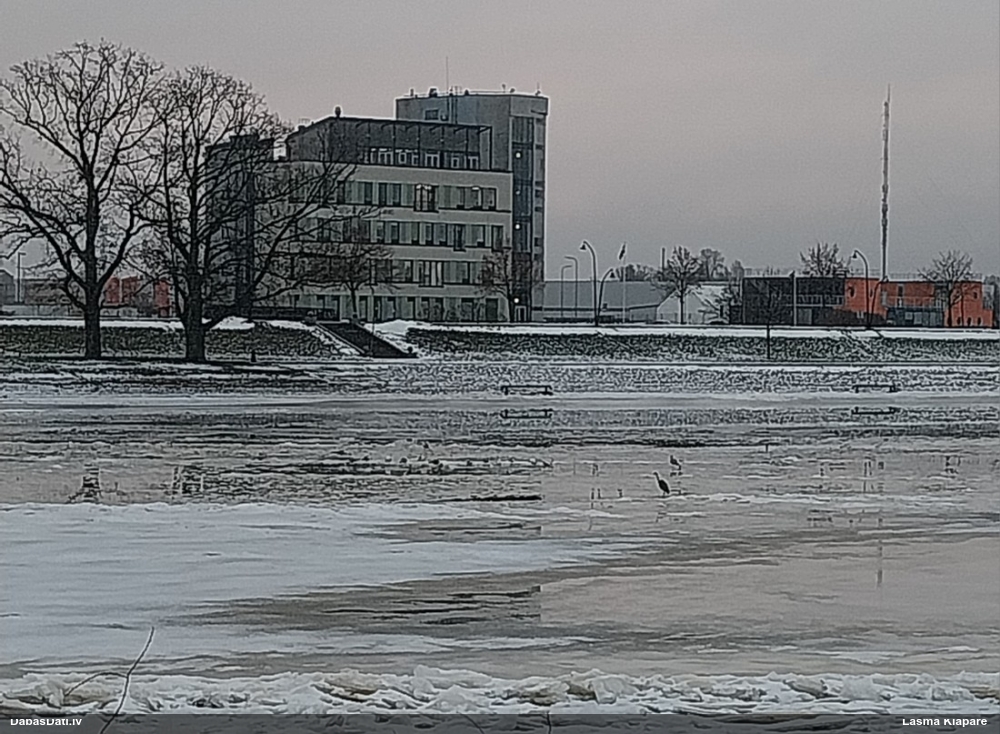 серая цапля