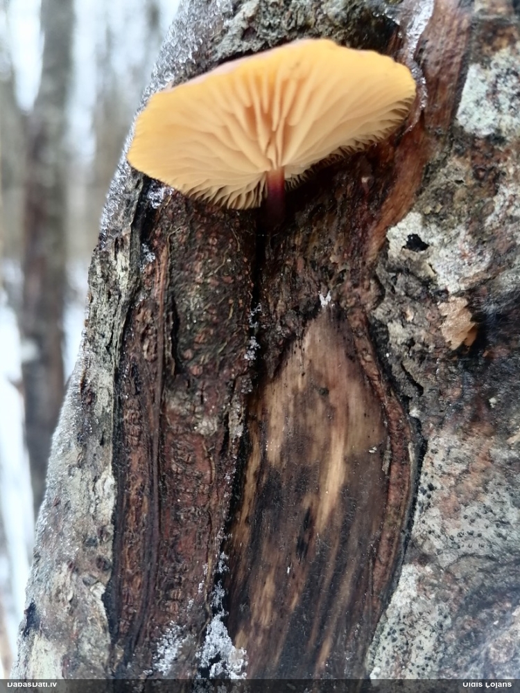 Samtainā ziemene (ziemas celmene)