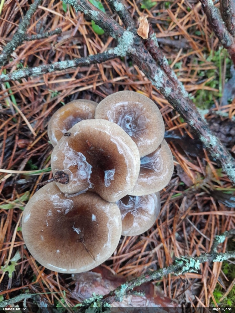 Salnas gliemezene