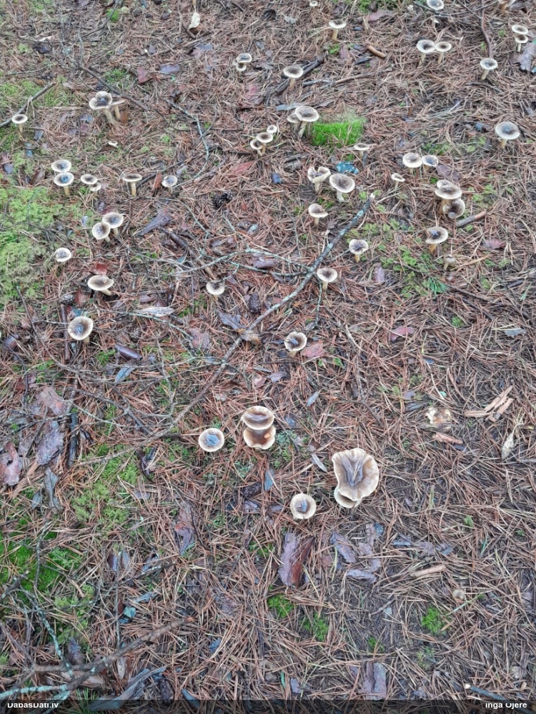 Salnas gliemezene